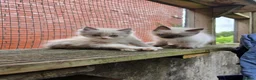 Ragdoll cats for sale: Ragdoll kittens from gçcf registered parents - Advert 10