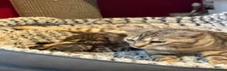 Bengal cats for sale: Bengal kittens pedigreed/registered - Advert 6