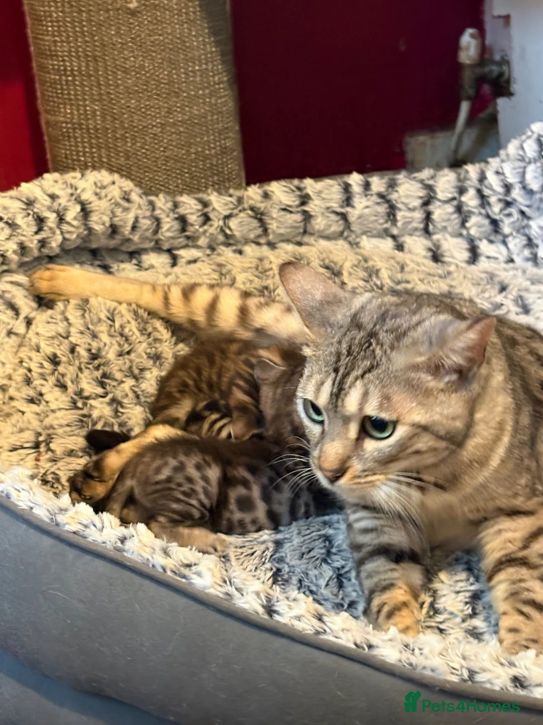 Bengal cats for sale: Bengal kittens pedigreed/registered - Advert 6