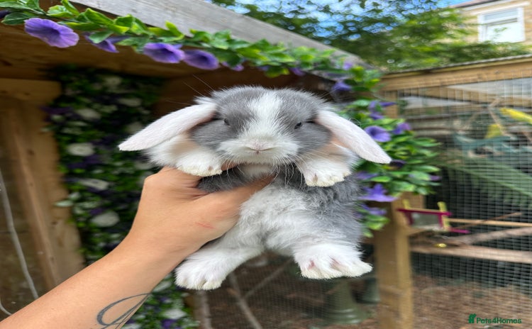 Mini Lop rabbits - Advert 16