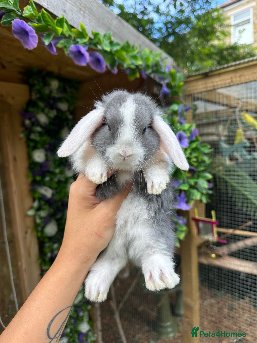 Mini Lop rabbits for sale: Cutest Baby Mini Lop Bunny’s  - Image 6