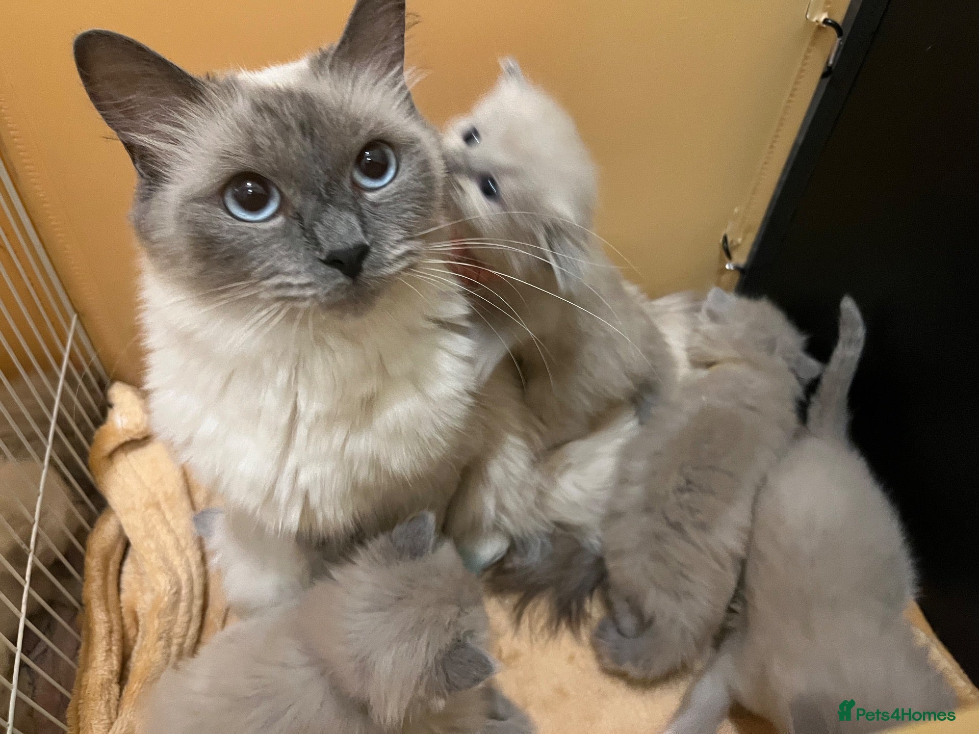 Ragdoll cats Beautiful mink ragdoll kittens  - Advert 2