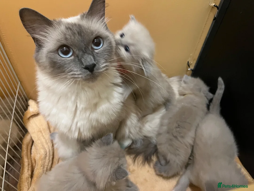 Ragdoll cats for sale: Beautiful mink ragdoll kittens  - Advert 1