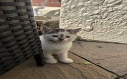 Turkish Angora cats for sale: half turkish angors  - Image 22