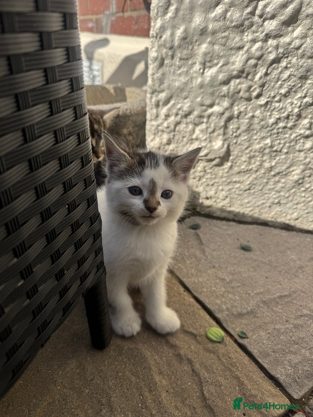 Turkish Angora cats for sale: half turkish angors  - Image 22