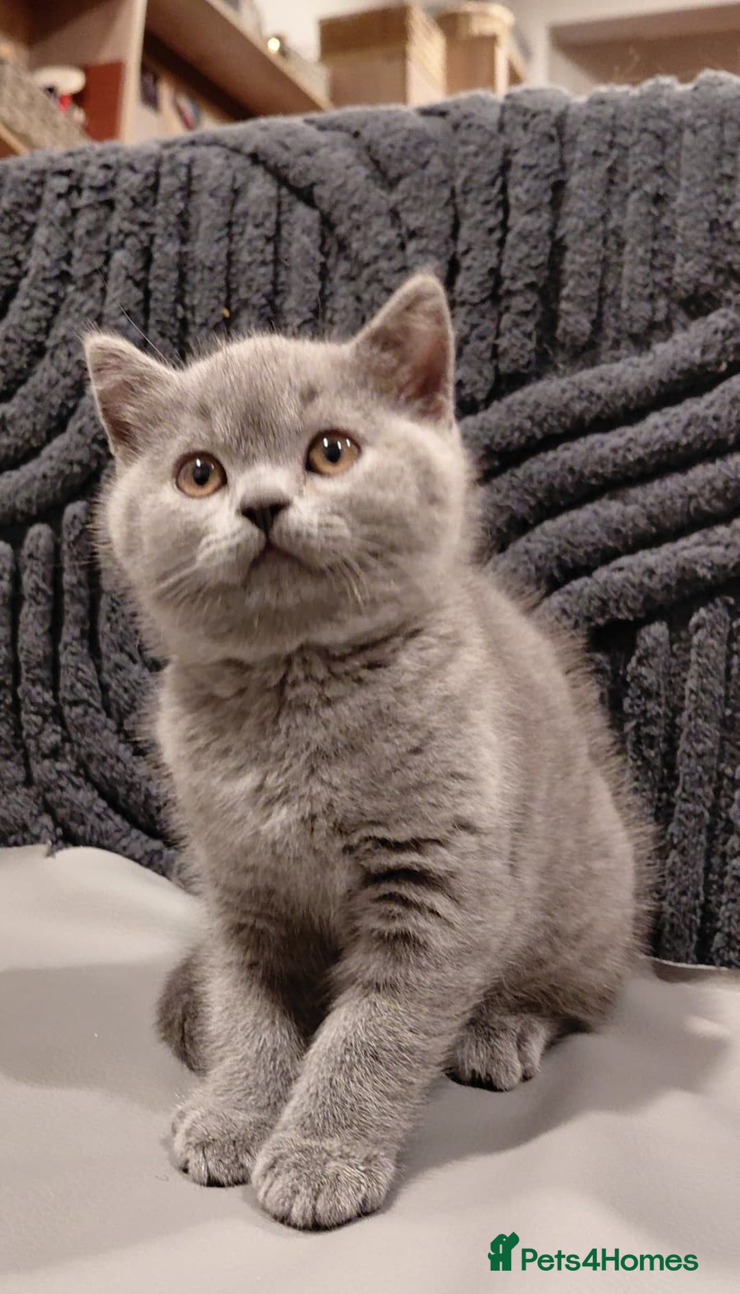 British Shorthair cats for sale: GCCF Registered Championship Line BSH Kittens - Advert 36