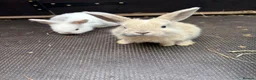 English Lop rabbits for sale: Beautiful bunnies looking for a forever home in Nuneaton - Advert 1