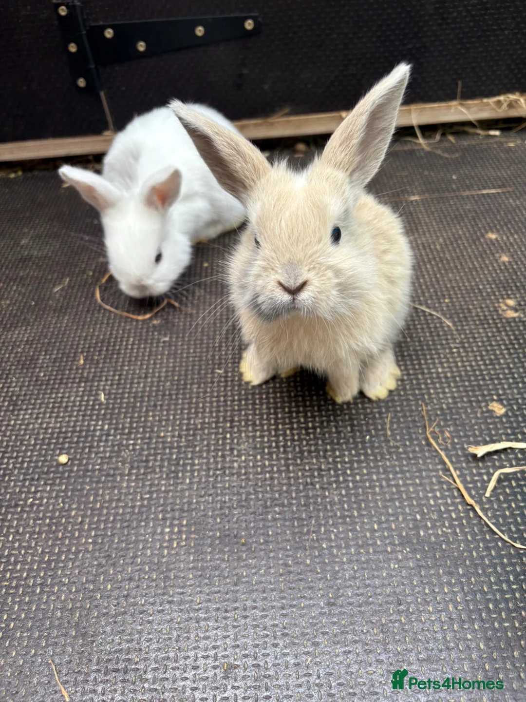 English Lop rabbits for sale: Beautiful bunnies looking for a forever home in Nuneaton - Advert 1
