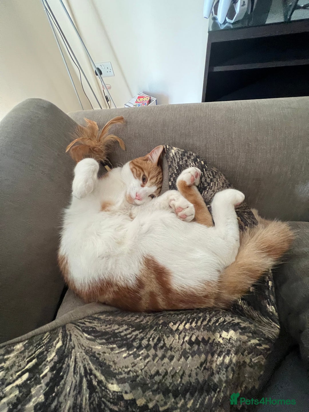 Domestic Shorthair cats for sale: Gorgeous Male Domestic Shorthair Tabby - Image 9