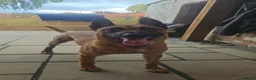 Belgian Shepherd Dog dogs for sale: Big chunky Belgian mallanois pups for sale - Advert 3