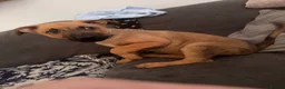 Mixed Breed dogs for sale: German Shepherd cross lurcher puppies  - Advert 6