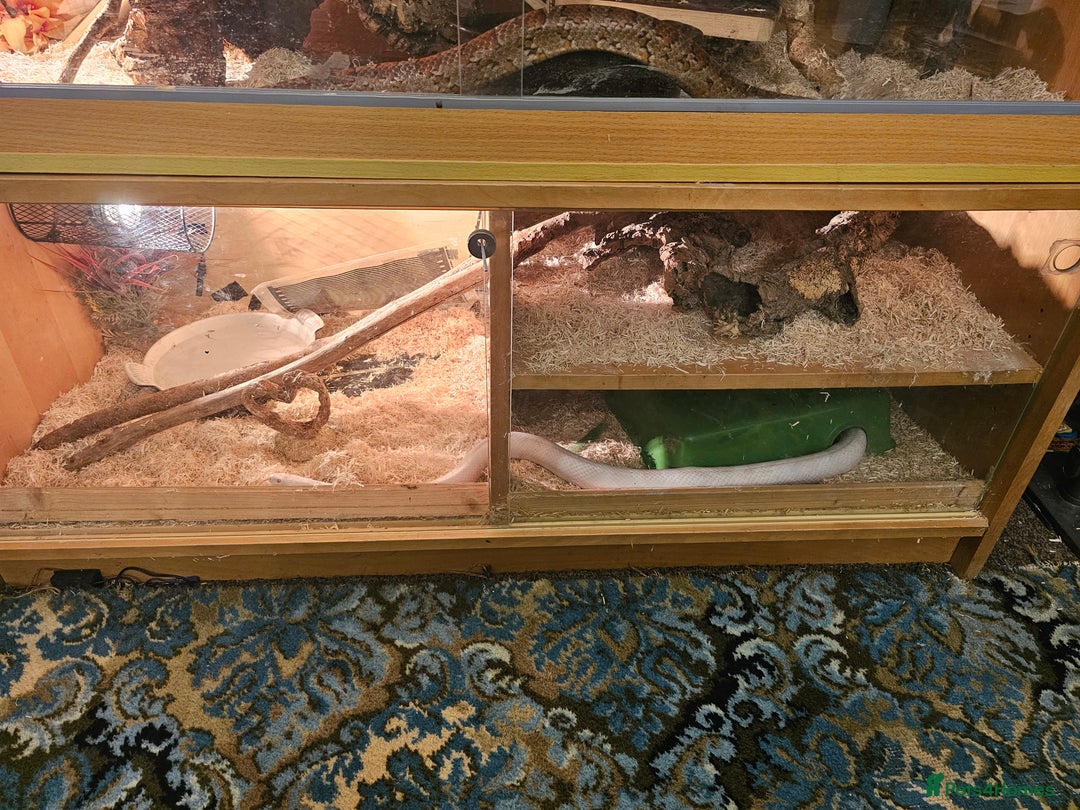 Corn Snake reptiles for sale: Red/orange corn snake and vivarium  - Image 8