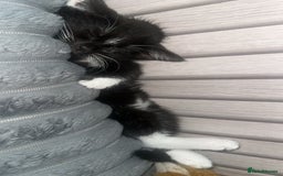 Abyssinian cats for sale: Black and white female kittwn - Image 1
