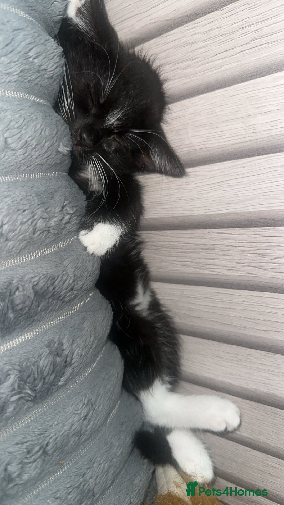 Abyssinian cats for sale: Black and white female kittwn - Image 1
