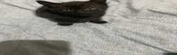 Mixed Breed cats for sale: Kitten - Advert 3