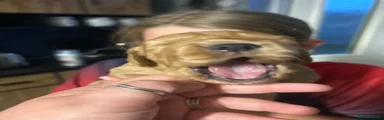 Cocker Spaniel 1