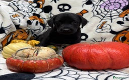 Labrador Retriever dogs for sale: Labrador pups - Image 21