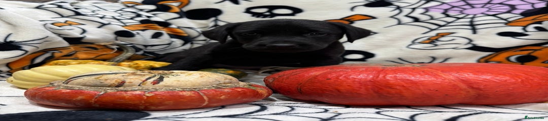 Labrador Retriever Puppy 5