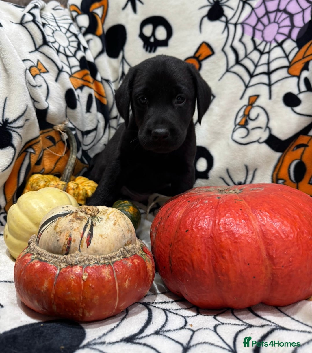 Labrador Retriever dogs for sale: Labrador pups - Image 21