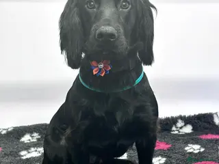 English Springer Spaniel dogs Loving home needed - Advert 5