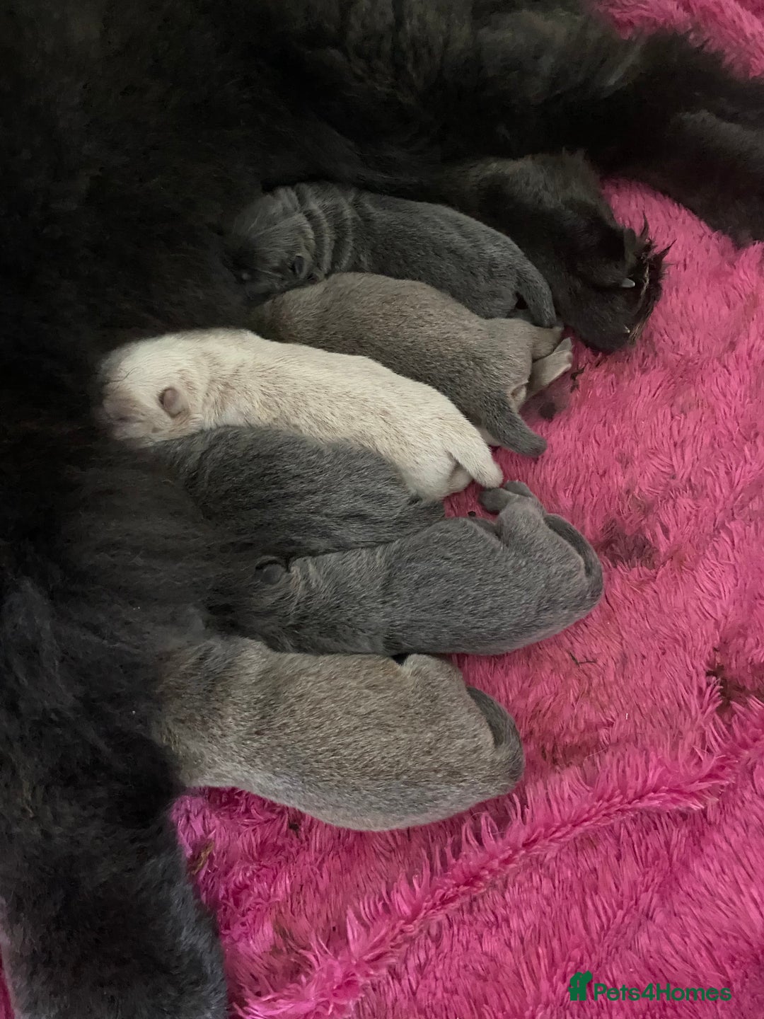 Chow Chow dogs for sale: Stunning kc chow chow  - Advert 2