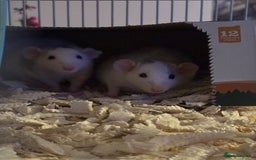 Rat rodents for sale: 2 female dumbo rats for sale  - Image 1