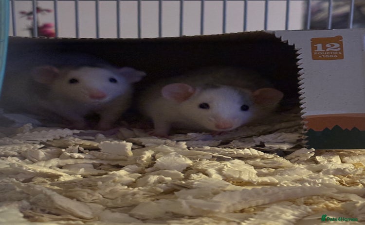 Rat rodents - Advert 6