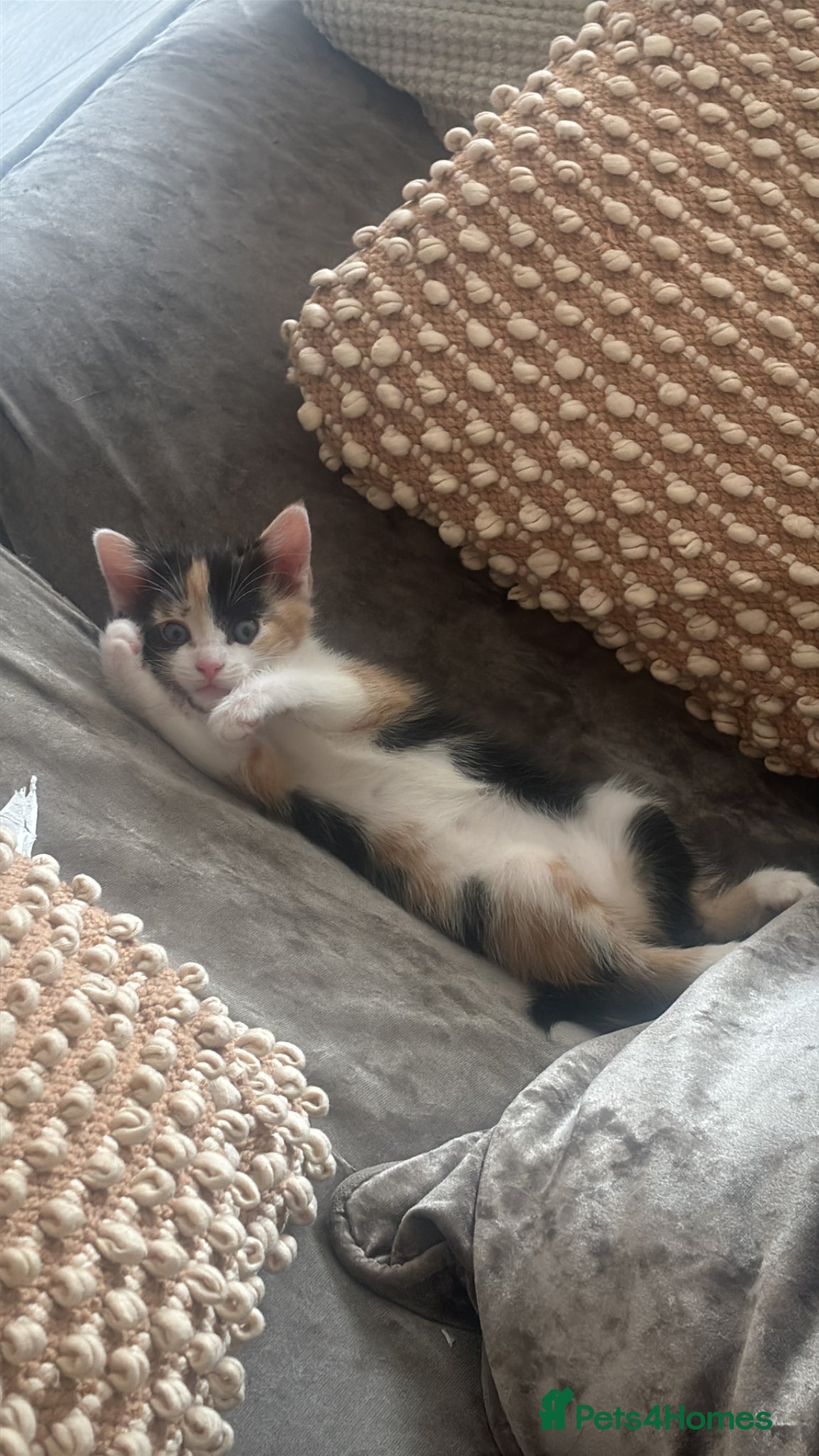 Domestic Shorthair cats for sale: Calico and Ginger kittens  - Advert 3