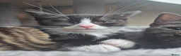 Mixed Breed cats for sale: Gorgeous Tuxedo girl - Advert 3