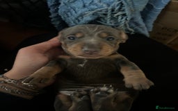 Miniature Dachshund dogs for sale: Stunning miniature dachshund puppies  - Image 3