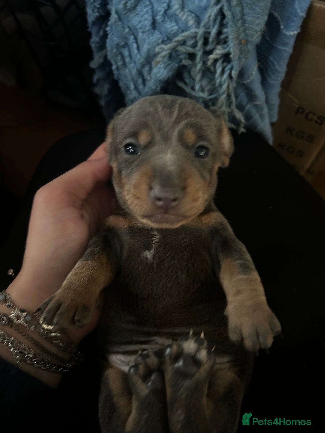 Miniature Dachshund dogs for sale: Stunning miniature dachshund puppies  - Image 3