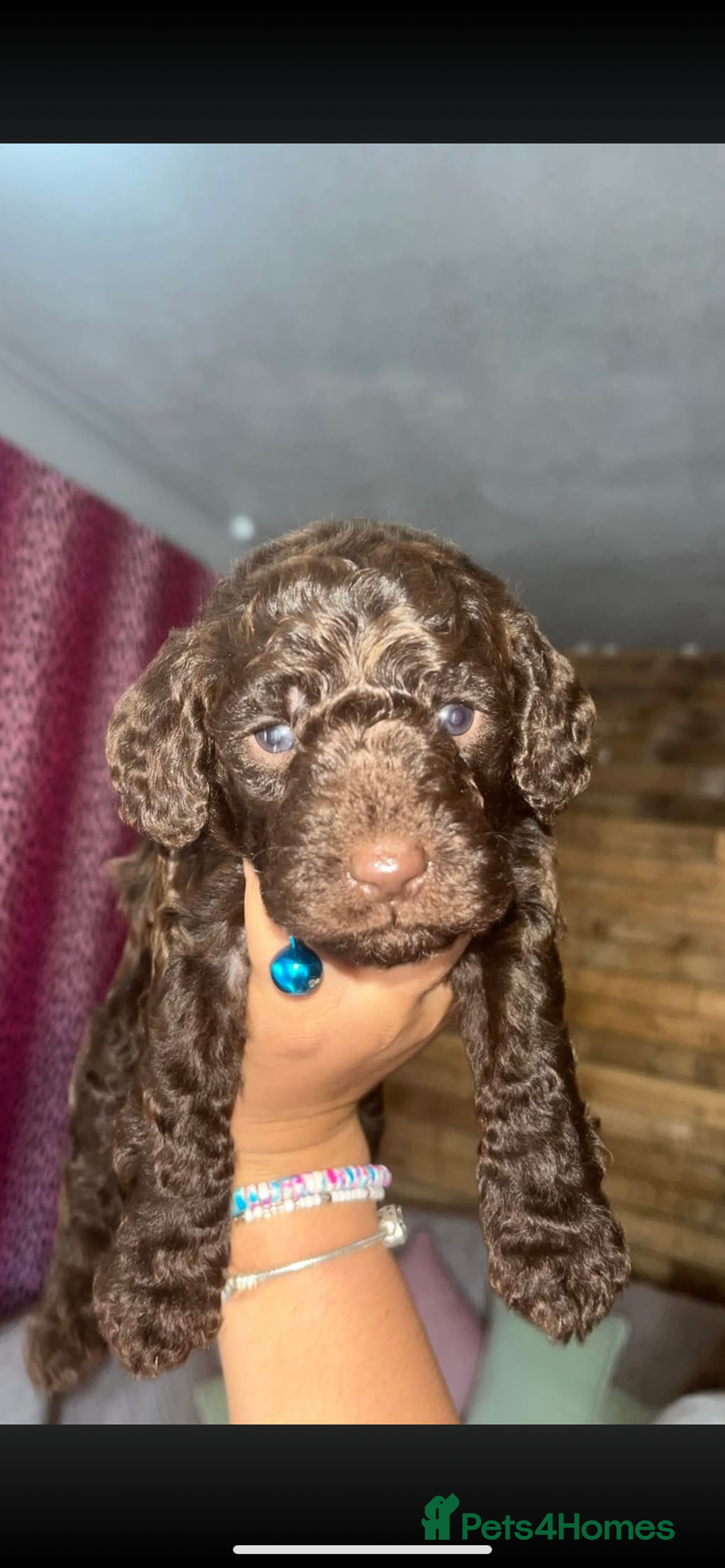 Cockapoo dogs for sale: Beautiful COCKAPOO pups  - Image 3