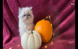 Persian cats for sale: 2 ULTRA AFFECTIONATE COLOURPOINT PERSIAN KITTENS  - Image 11