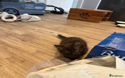 Siberian cats for sale: Siberian kitten  - Image 3