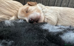 Maltipoo dogs for sale: Outstanding F1 Maltipoo Puppies - Image 25