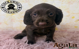 Cocker Spaniel dogs for sale: 🖤 Quality Cocker Spaniels 🖤 Ready Now 🖤 - Image 3