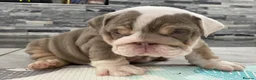 English Bulldog dogs for sale: Quality English bulldogs  - Advert 7
