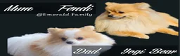 Pomeranian dogs for sale: 1 Pomeranian Puppy  - Advert 10