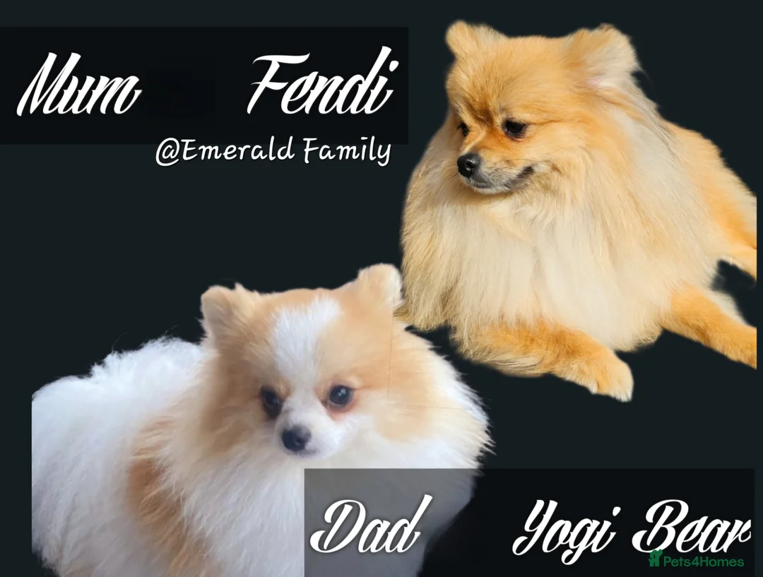 Pomeranian dogs for sale: 1 Pomeranian Puppy  - Advert 10