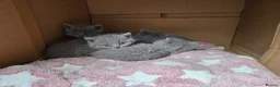 British Shorthair cats for sale: Beautiful  British Shorthair Kittens in Bournemouth - Advert 12