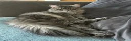 Maine Coon cats for sale: Beautiful Mainecoon kittens  - Advert 13