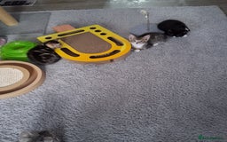 Bengal cats for sale: 2 girls  1 boy ready for a new home  - Image 1