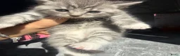 British Shorthair cats for sale: 4 beautiful tabby bsh kittens  in Birmingham - Advert 16