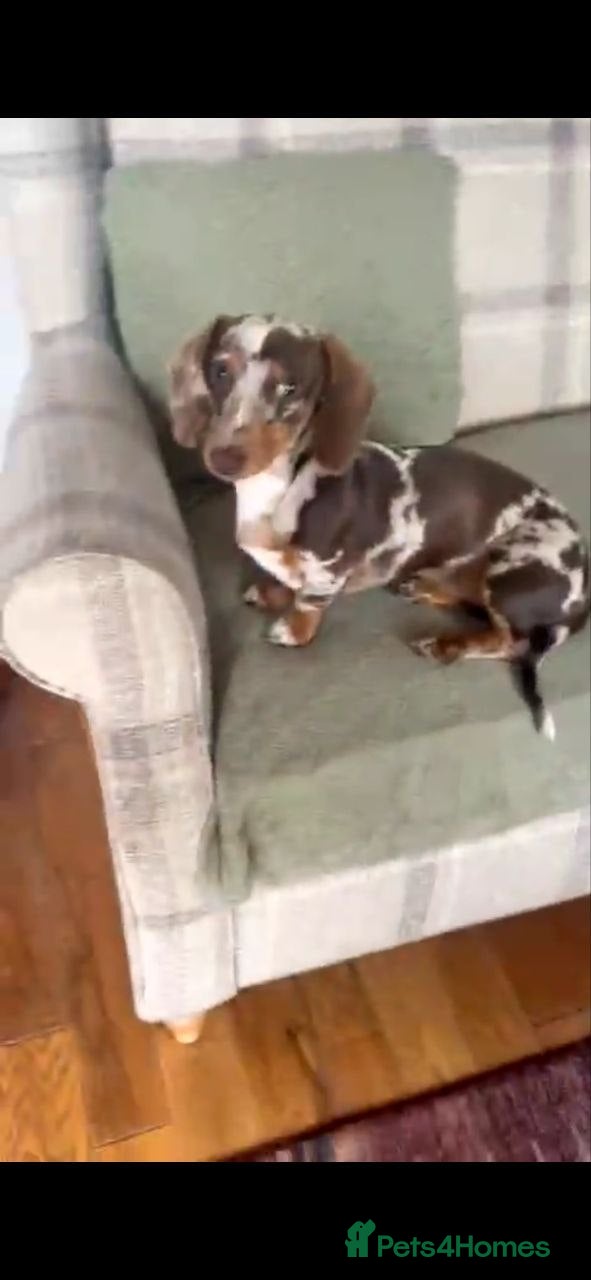 Norbert