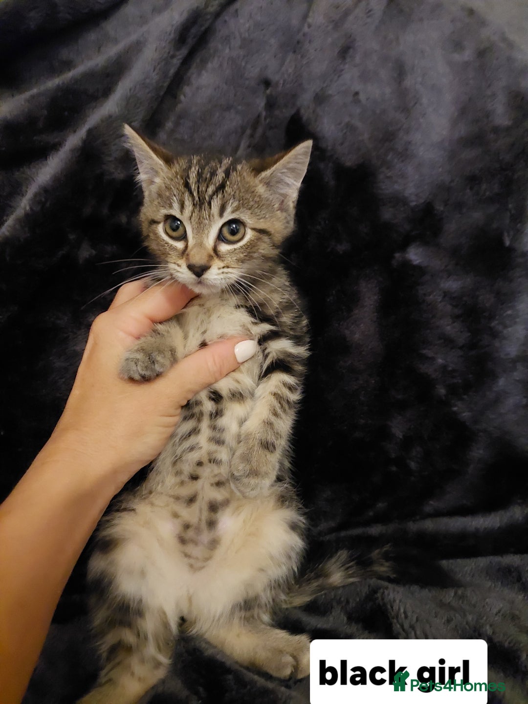 Mixed Breed cats for sale: Beautiful siver tabby kittens  - Image 20