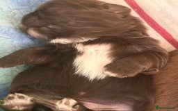 Shih Tzu dogs for sale: Imperial Shih tzu  - Image 7