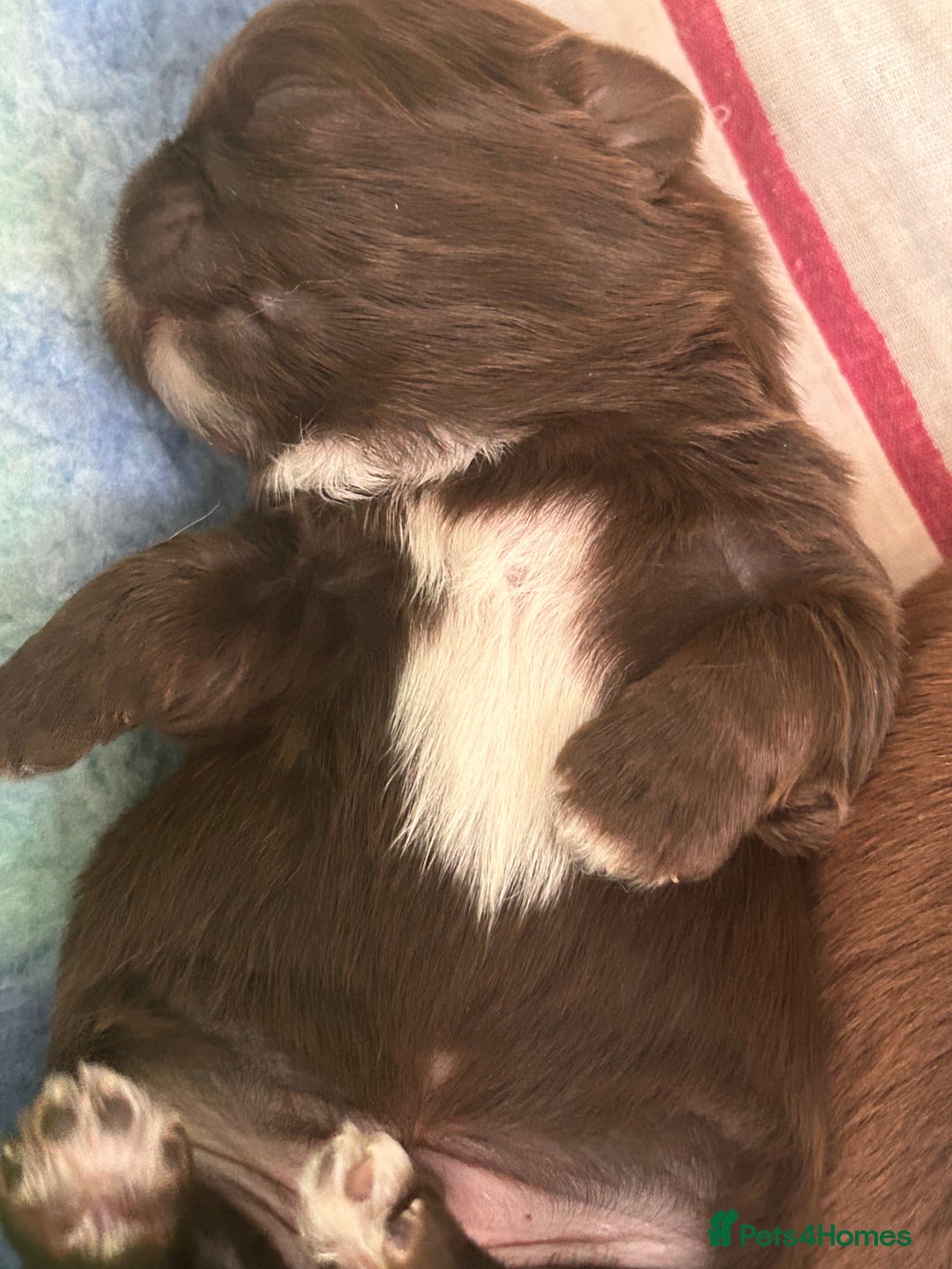 Shih Tzu dogs for sale: Imperial Shih tzu  - Image 7