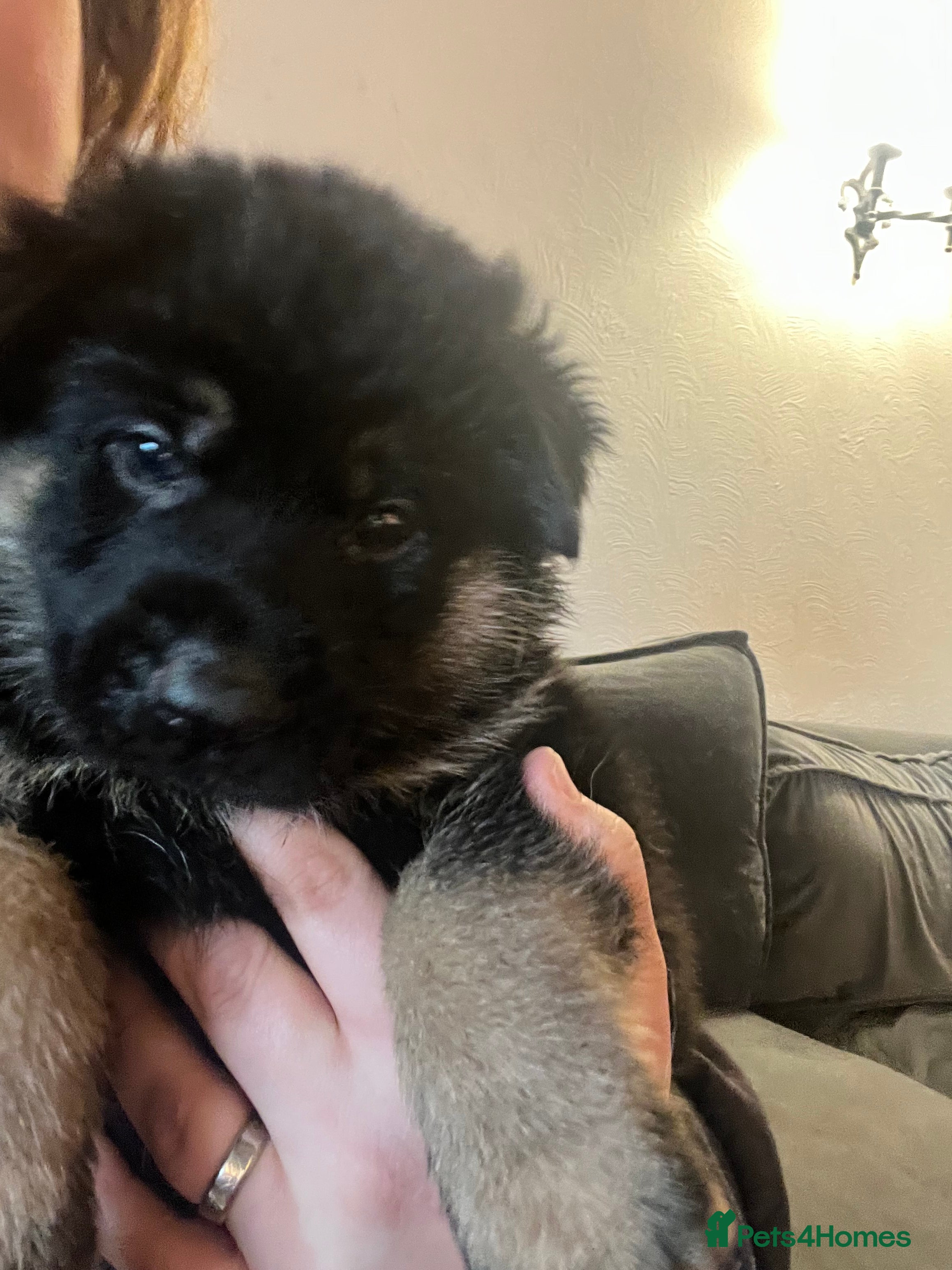 German Shepherd dogs Beautiful KC REG German Shepherd Pups  - Advert 14