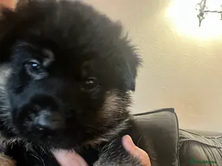 German Shepherd dogs Beautiful KC REG German Shepherd Pups - Advert 14