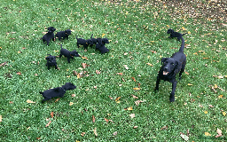 Labrador Retriever dogs for sale: Labrador Puppies from Working Parents - Image 2